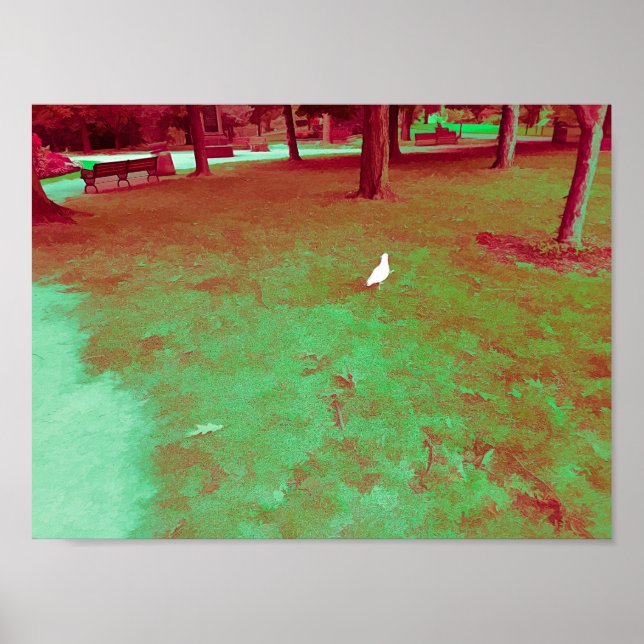 Poster Seagull Walking in Park Tourmaline Paint (Frente)