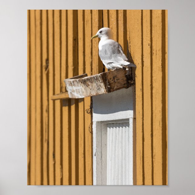 Poster Seagull Yellow House (Frente)