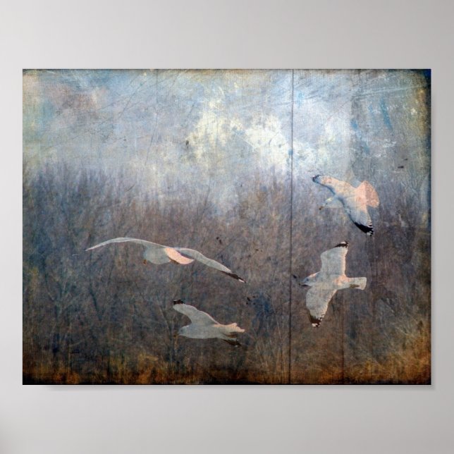 Póster Seagulls Grunge (Frente)