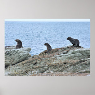 Poster Seal Pup Trio