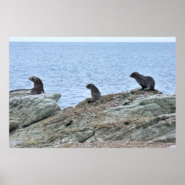 Poster Seal Pup Trio (Frente)