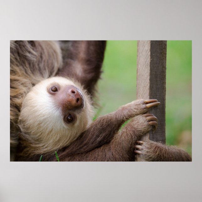 Poster Sean Graesser Sloth (Frente)