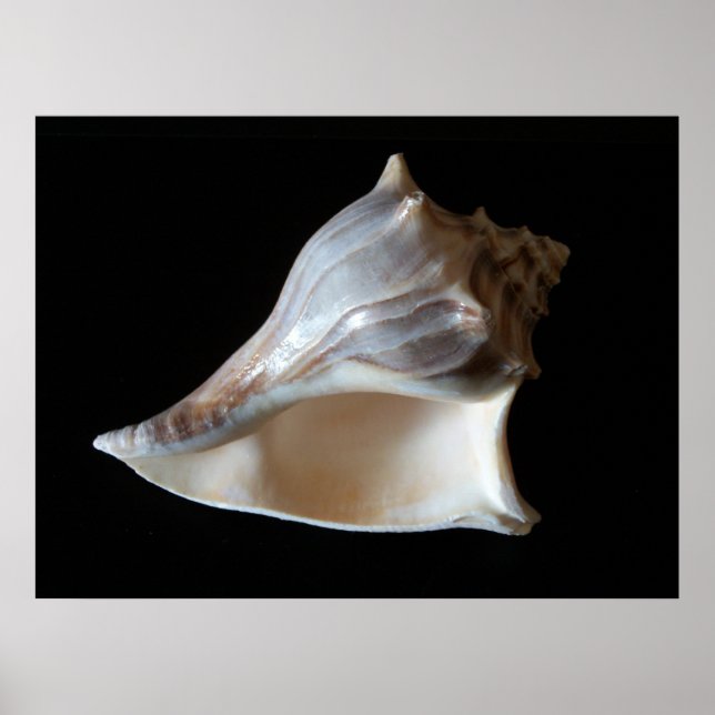 Poster Seashell (Frente)