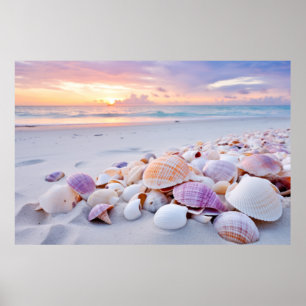 Poster Seashell Beach Tranquil Peaceful Nature