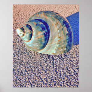 Póster Seashell de Welk do mar