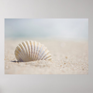 Póster Seashell do molusco