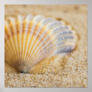 Poster Seashell doce
