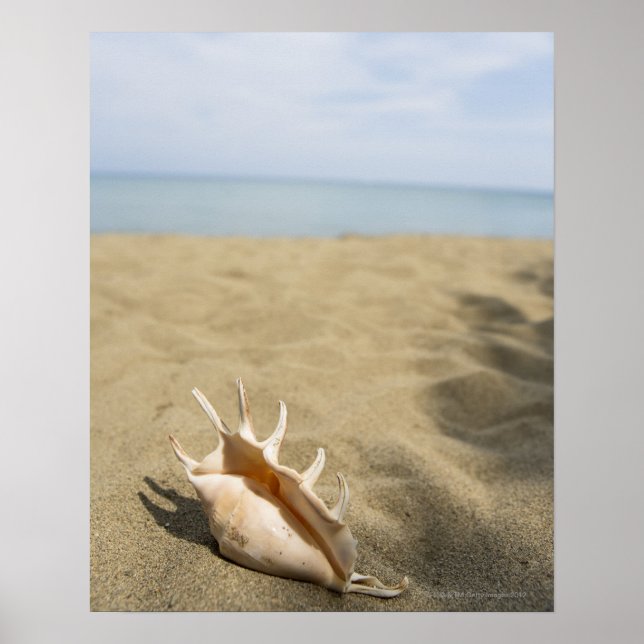 Póster Seashell na praia arenosa (Frente)