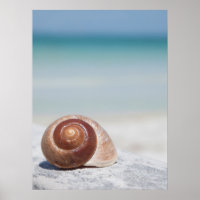 Seashell Na Praia | Ruas. Petersburgo, Fl