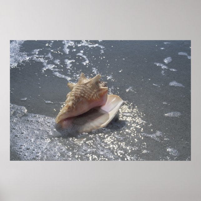 Poster Seashell Na Praia | Sanibel Island, Florida (Frente)