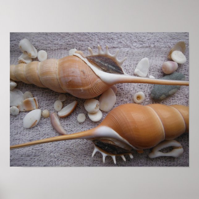 Póster Seashell, Náutico, Praia, Verão, Personalizado (Frente)