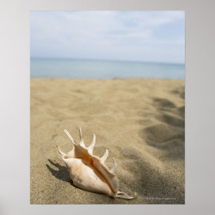 Póster Seashell no Sandy Beach
