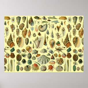 Poster Seashell Shell Mollusk Clam Elegant Clam Art