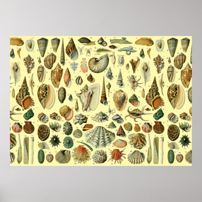 Poster Seashell Shell Mollusk Clam Elegant Clam Art (Frente)