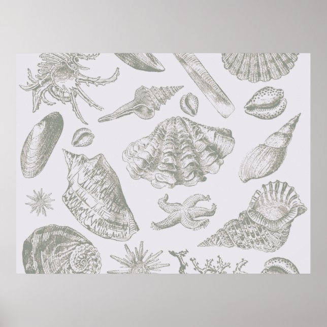 Póster Seashell Soft Antique Art Beach Shell (Frente)