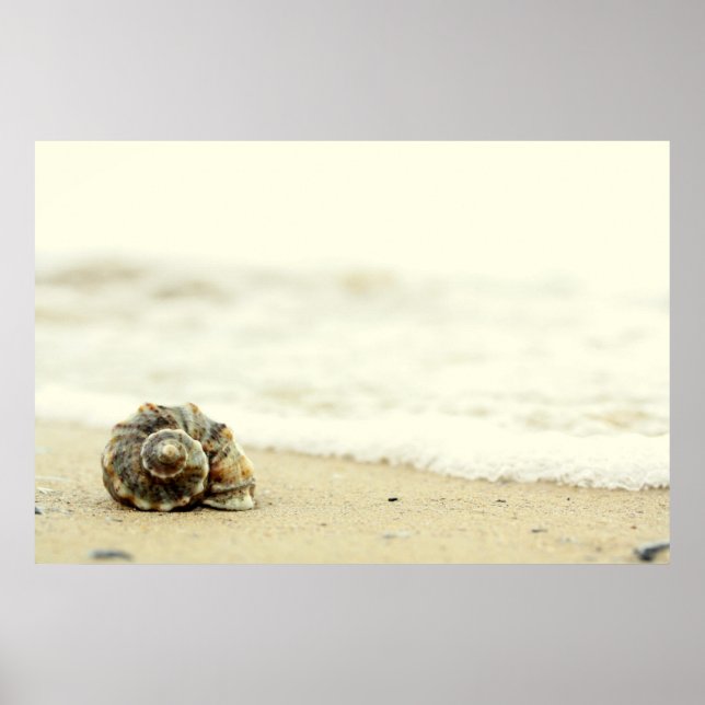 Póster Seashell Sozinha Em Praia (Frente)