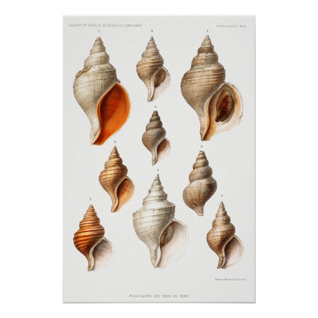 Póster Seashell Vintage Beach Shell Ocean (Frente)