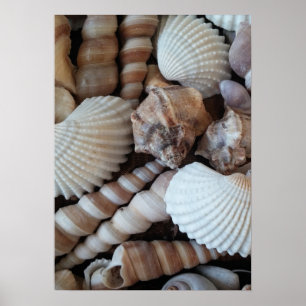 Póster Seashells coleção, poster, natureza, praia do