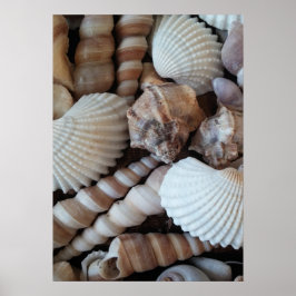 Póster Seashells Collection, Poster, Nature, Summer Beach