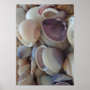 Póster Seashells Collection, Poster, Nature, Summer Beach