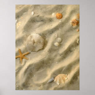 Póster Seashells na areia