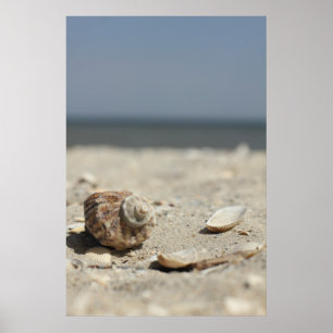 Póster Seashells na areia pelo mar