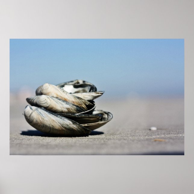 Poster Seashore Seashells (Frente)