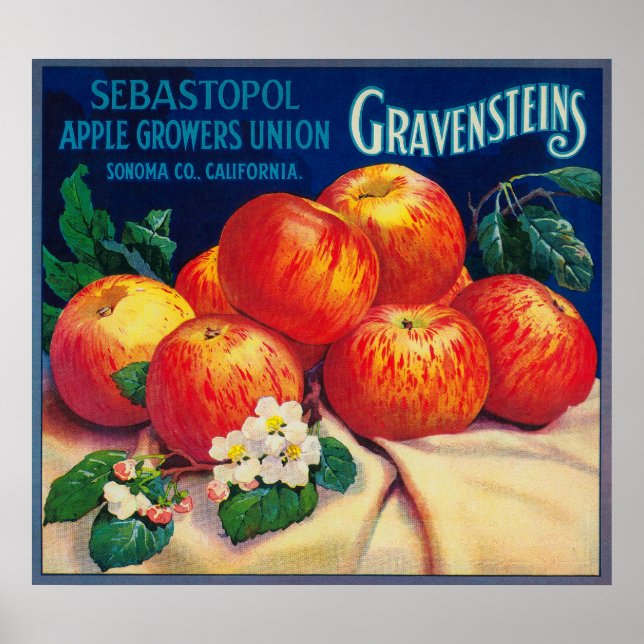 Poster Sebastopol Gravensteins Apple LabelSonoma, CA (Frente)