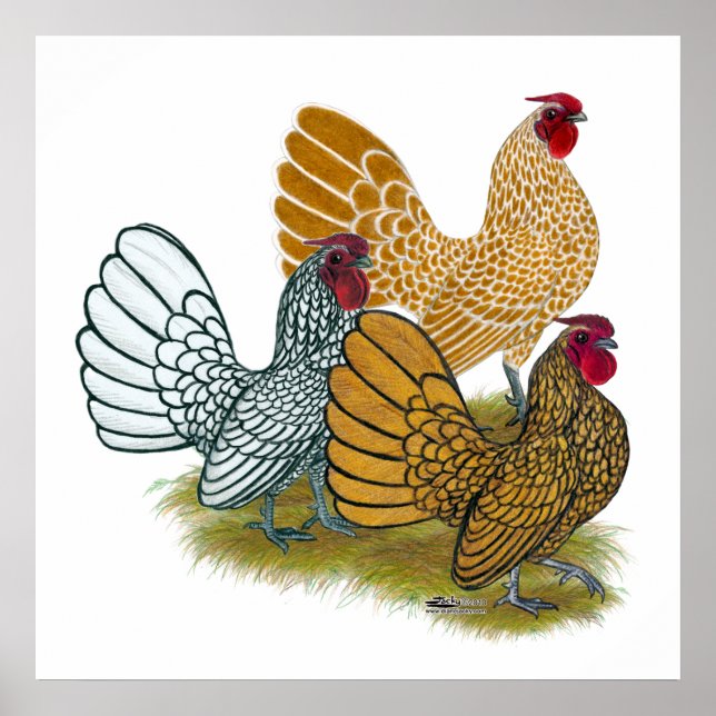 Poster Sebright Rooster Assorment (Frente)