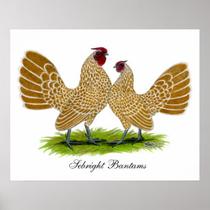 Poster Sebrights Buff Lacrado