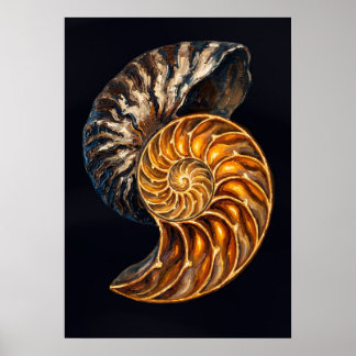 Poster Seção Transversal da Concha do Nautilus — Espiral