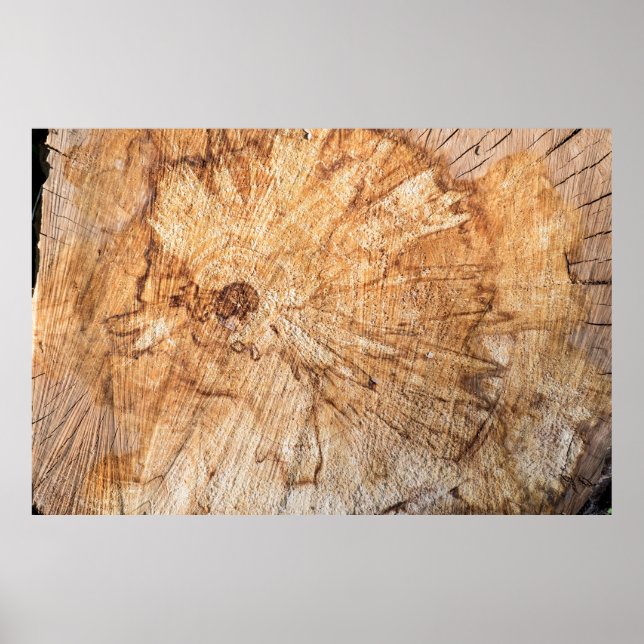 Poster Seção transversal da macieira (Malus)abstrato, b (Frente)