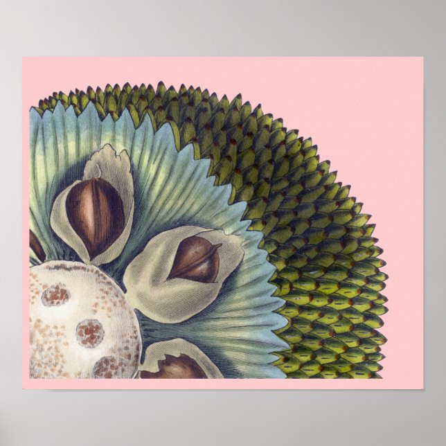 Poster Seção transversal de um fruto-pão - Comidas tropic (Frente)