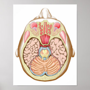 Póster Seção transversal do Midbrain