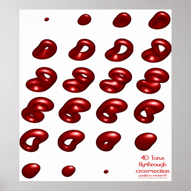 Poster Seção transversal transversal do tronco 4d (Frente)