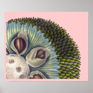 Poster Secção transversal de uma fruta-pão - alimentos