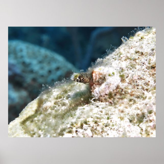 Poster Secretário de Pequim Blenny (Frente)