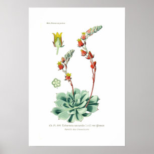 Poster Secunda de Echeveria