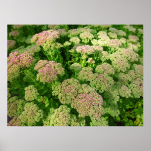 Poster Sedum Autumn Joy