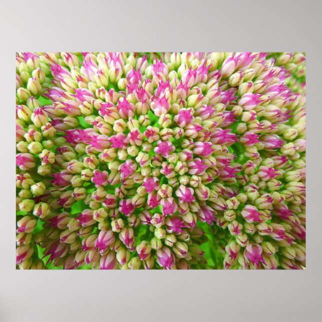 Poster Sedum Autumn Joy (Frente)