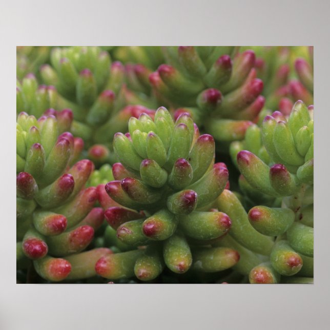 Póster Sedum, Museu do Deserto da Arizona-Sonora, (Frente)