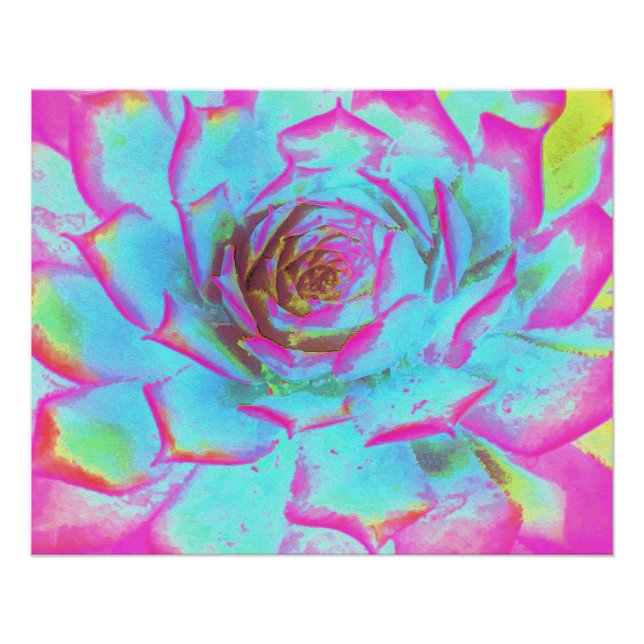 Póster Sedum Rosette Quente Rosa e Azul Suculente (Frente)