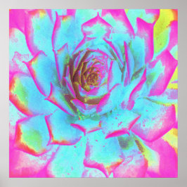 Poster Sedum Rosette Quente Rosa e Azul Suculente