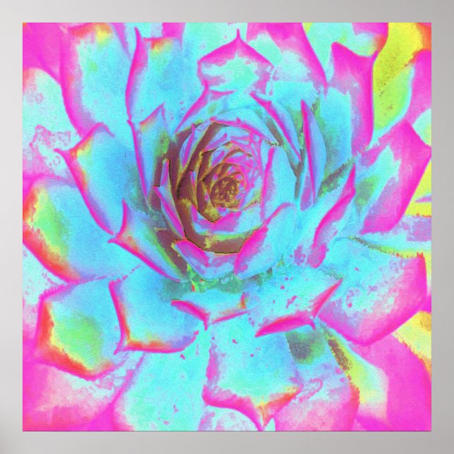 Poster Sedum Rosette Quente Rosa e Azul Suculente (Frente)