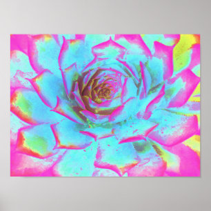 Poster Sedum Rosette Quente-Rosa e Azul Suculento