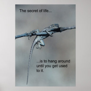 Póster Segredo sarcástico do lagarto da vida