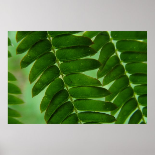 Poster Segredos Mimosa (Frente)