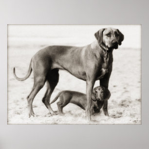 Póster segurança interna