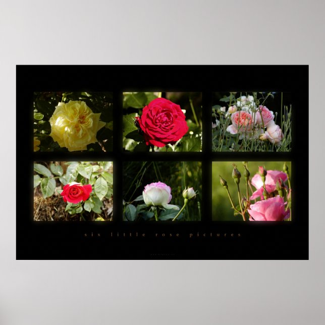 Póster seis fotos rosa (Frente)