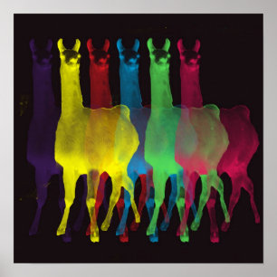 Póster seis lamas em seis cores